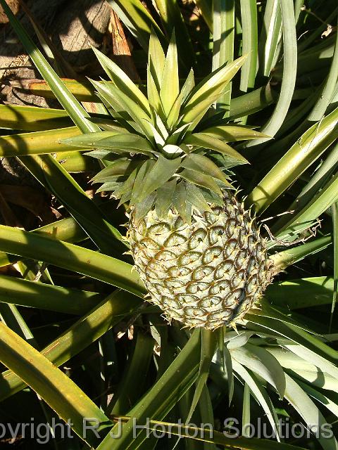 Pineapple