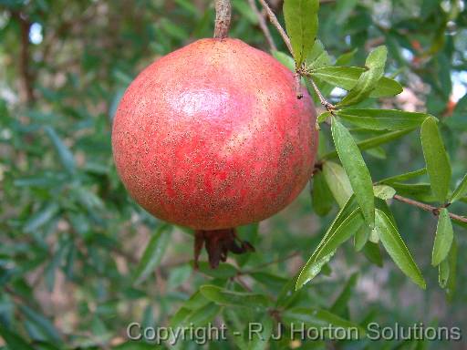 Pomegranate 