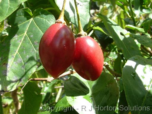 Tamarillo 