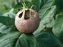 Medlar_2