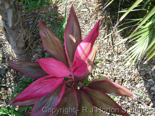 Cordyline_pink 