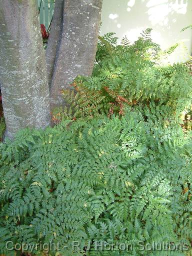 Fern 