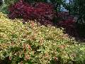 Coleus