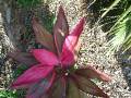 Cordyline_pink