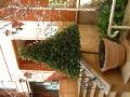 Topiary_1