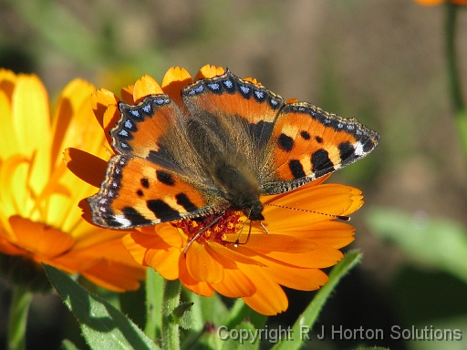 Butterfly_1