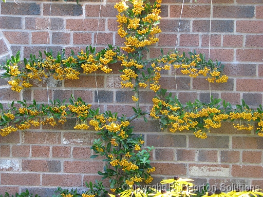 Pyracantha