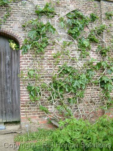 Sissinghurst_22 