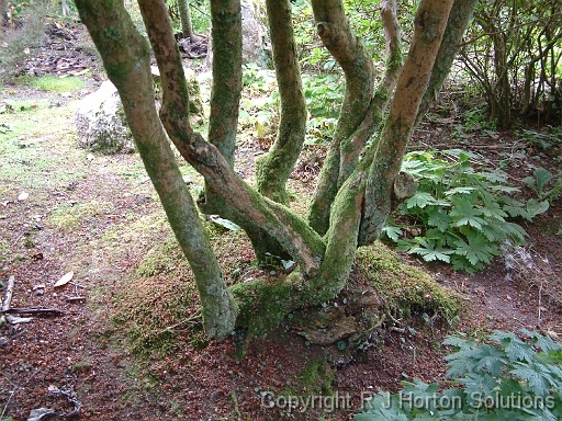 DSCF0335