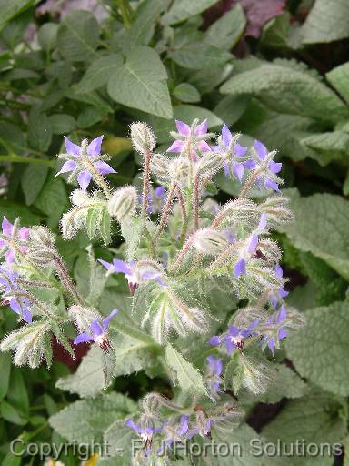 Borage 