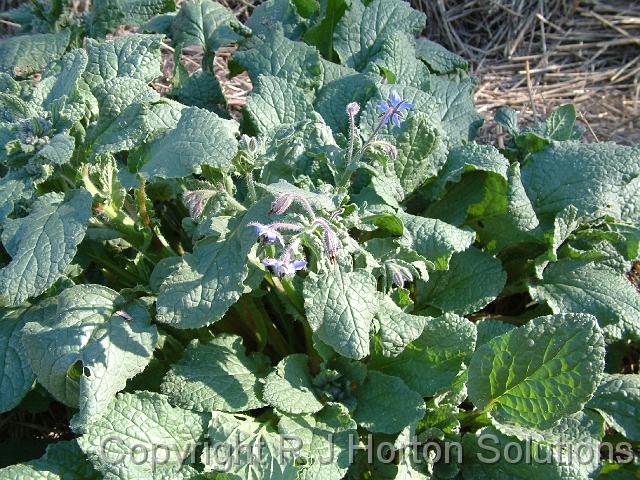 Borage_2