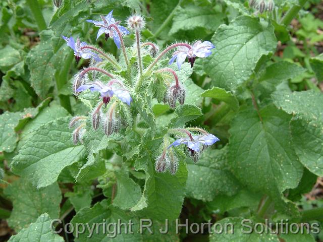 Borage_3