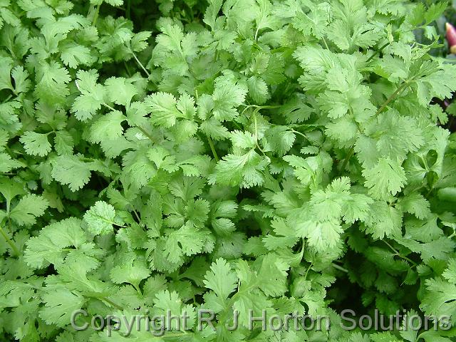 Coriander