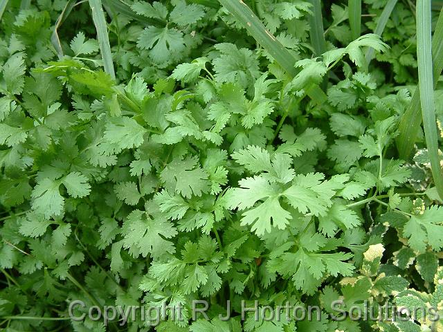 Coriander_2