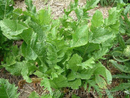 Horseradish 