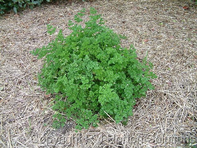 Parsley