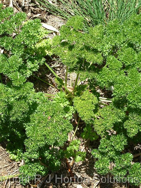 Parsley_1