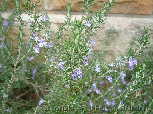 Rosemary 