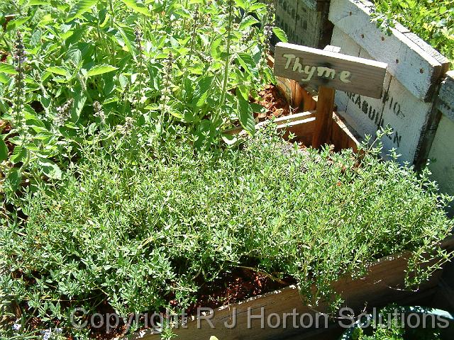 Thyme