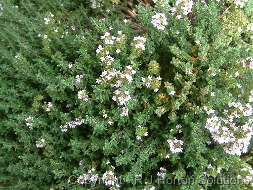 Thyme_2 