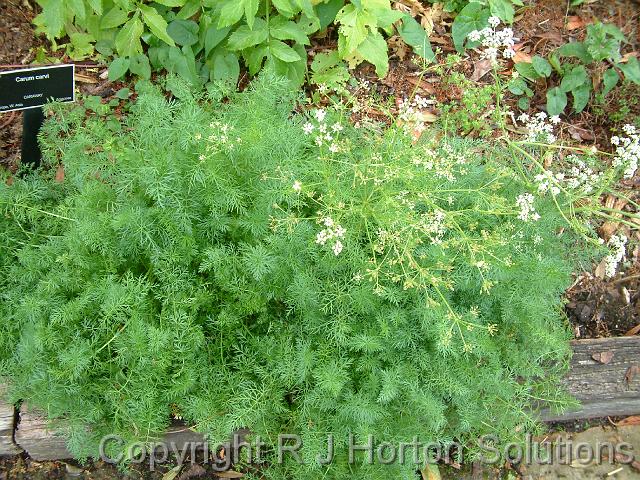 caraway