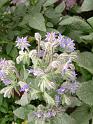 Borage 