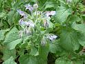 Borage_3