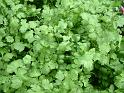 Coriander