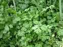 Coriander_2