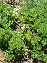 Parsley_1 