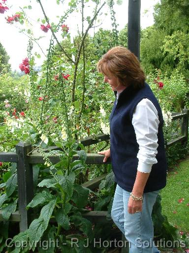 Foxgloves 