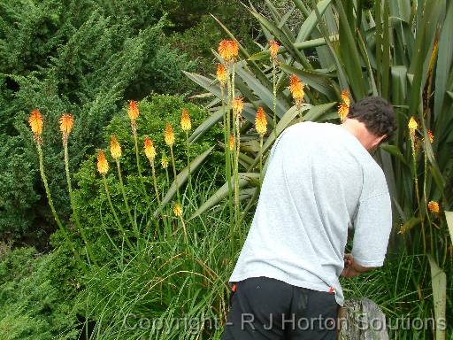 Kniphofia_2 