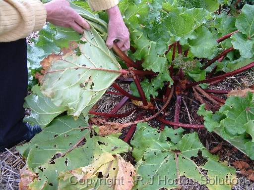 Rhubarbpicking 