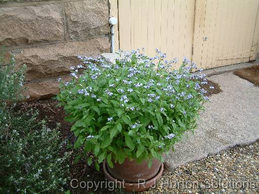 Forgetmenotpot_2 