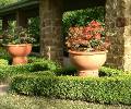 Bougainvilleas 