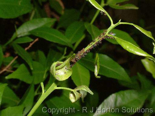 Aphids 