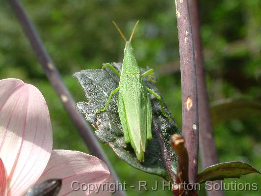 Grasshopper 