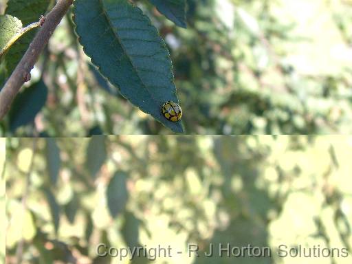 ladybird 