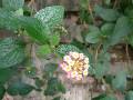 Lantana 