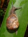 Snail_Only
