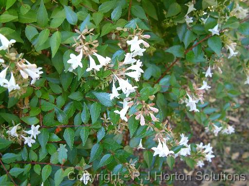 Abelia 