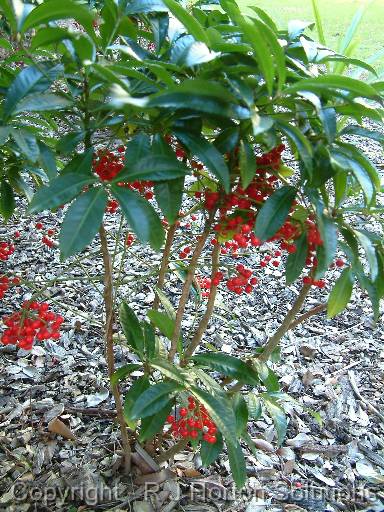 Ardisia 