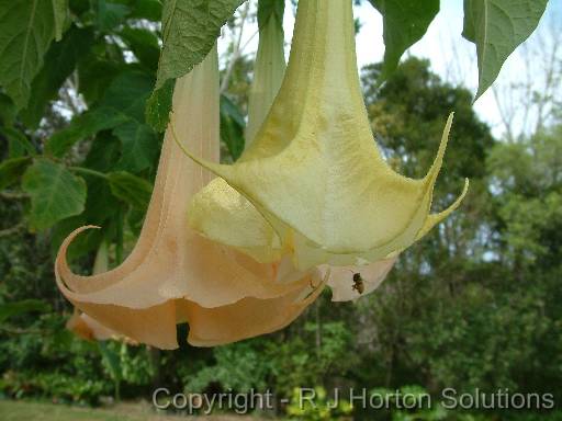 Brugmansia_salmon 