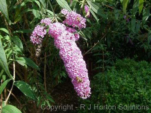 Buddleia 