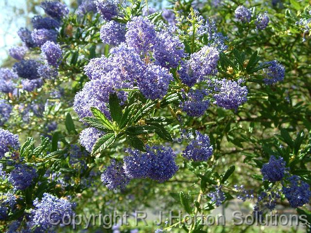 Ceanothus