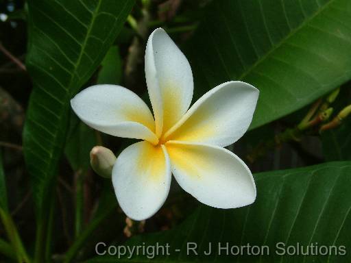 Frangipani 