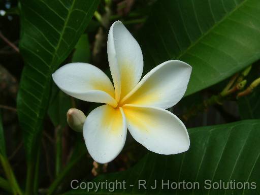 Frangipani_white 