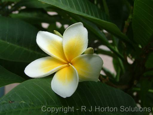 Frangipani_white_2 