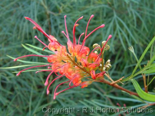 Grevillea 