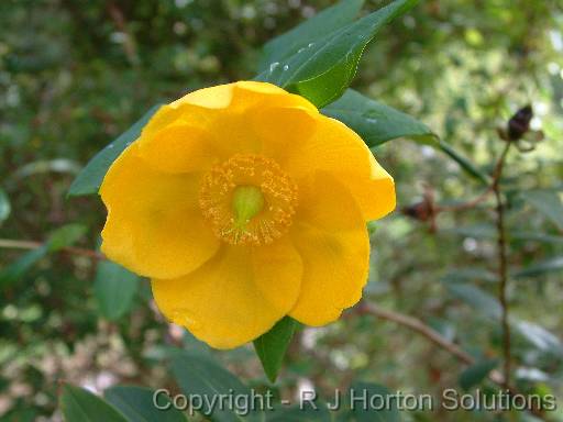 Hypericum 